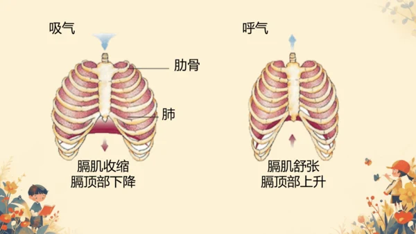 人教版（新课程标准）七年级下册4.3.2 发生在肺内的气体交换课件(共20张PPT)