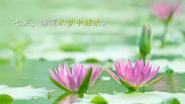 13《花钟》（课件）