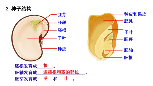 人教版七年级生物上册第三单元第一与二章复习课件(共21张PPT)