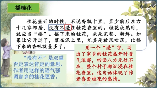 3.桂花雨  课件