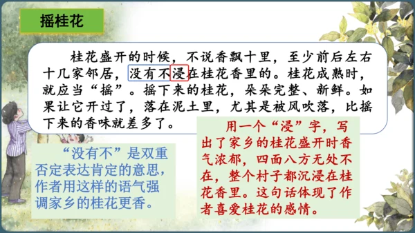 3.桂花雨  课件