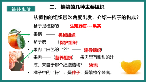 第一单元第三章从细胞到生物体（复习课件）-七年级生物上册同步教学精制课件（人教版2024）(共44张