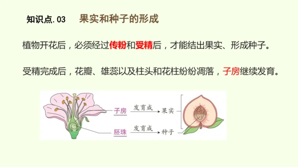 3.1.3开花和结果-七年级生物下学期同步精品课件（2024人教版）(共27张PPT)