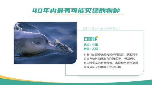 保护野生动物斑马通用PPT模板