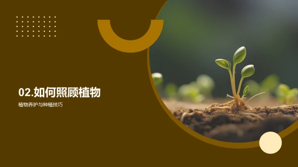 植物生长周期探究