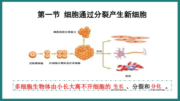 第一单元第三章从细胞到生物体（复习课件）-七年级生物上册同步教学精制课件（人教版2024）(共44张