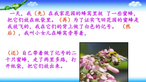 14《蜜蜂》课件