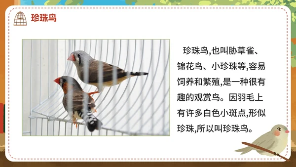 部编版语文五年级上册《珍珠鸟》课件