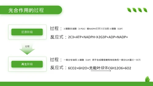 绿色清新风植物的光合作用PPT模板