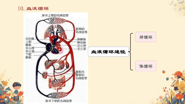 初中生物学[期末专区]七年级下册第四章和第五章复习课件(共39张PPT)