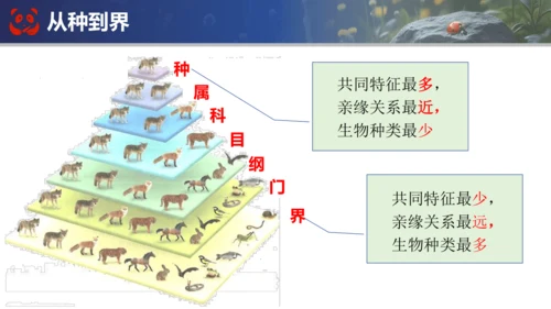 人教版（2024）七年级上册生物七年级上册期末总复习课件(共31张PPT)