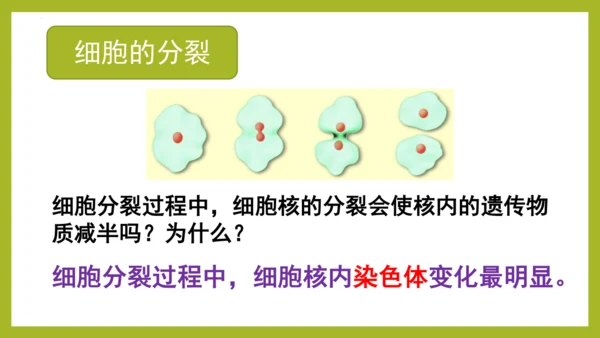 2.2.1细胞通过分裂产生新细胞课件2023--2024学年人教版生物七年级上册(共28张PPT)