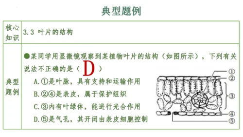 第三单元 植物的生活（单元复习课件）2023-2024学年七年级生物上册同步精品课件（人教版）(共3