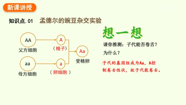 7.2.3基因的显性和隐性-八年级生物人教版下学期同步精品课件(共36张PPT)