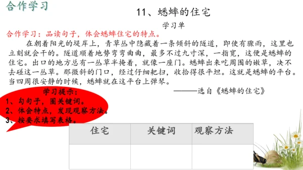 11 蟋蟀的住宅（课件）