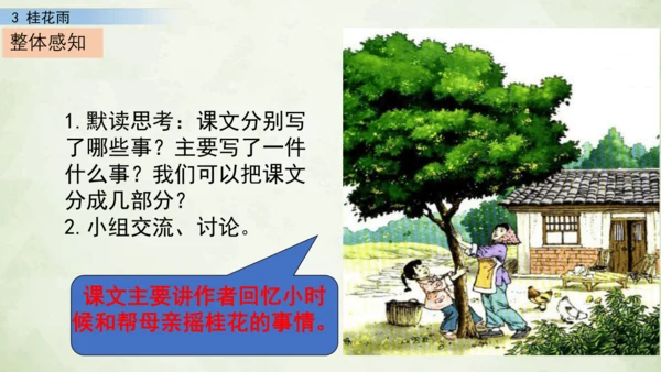 3 桂花雨     课件
