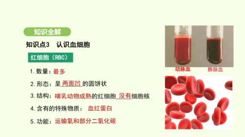 第四单元-第四章-第一节-流动的组织——血液课件-2024-2025学年七年级生物下学期人教版(20