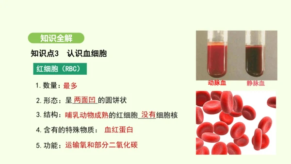 第四单元-第四章-第一节-流动的组织——血液课件-2024-2025学年七年级生物下学期人教版(20
