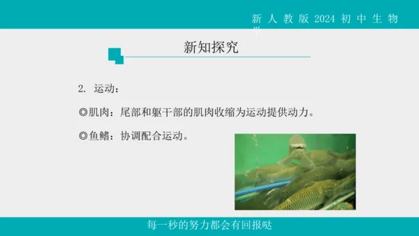人教版生物七年级上册2.2.2《脊椎动物》（第1课时）课件(共42张PPT)+视频素材