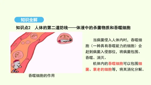 8.1.2.1免疫与计划免疫（第一课时）课件-人教版生物八年级下册(共28张PPT)