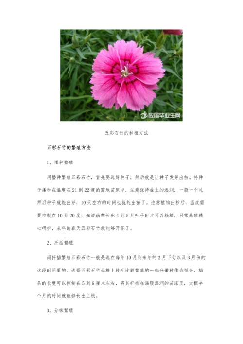 五彩石竹的种植方法.docx