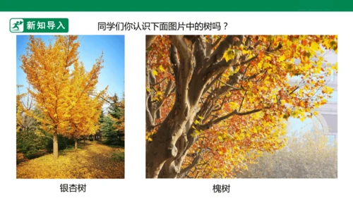 第三课《认识身边的树》课件