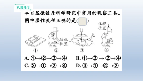 人教版生物七年级上册第一单元《生物与细胞》单元复习课件(共53张PPT)