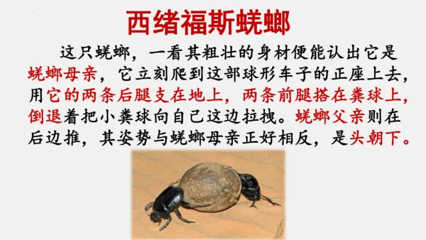 八年级上册语文第五单元 名著导读 《昆虫记》 课件