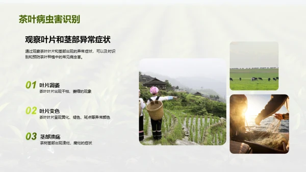 茶园病虫害科学防治
