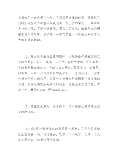 描写菊花的优美句子.docx