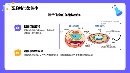 紫色插画风高中生物课程教学课件PPT模板