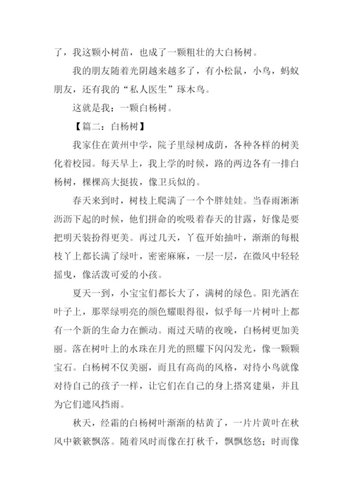 白杨树的作文600字.docx