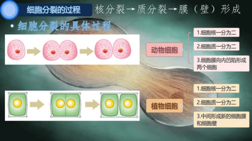 人教版（2024）七年级上册1.3.1 细胞通过分裂产生新细胞 课件(共25张PPT)