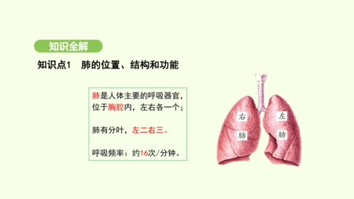 第四单元-第三章-第二节-发生在肺内的气体交换（第1课时）课件-2024-2025学年七年级生物下学