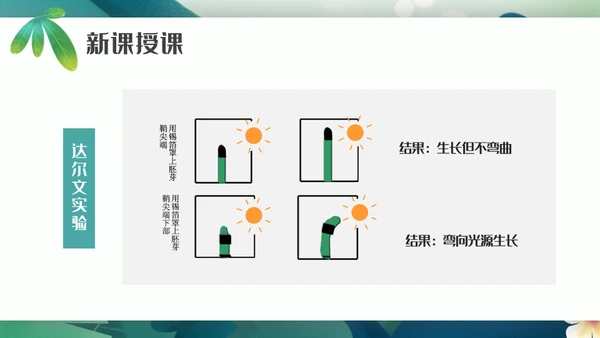 植物生长素的发现生物课件通用PPT模板