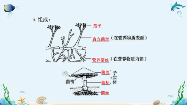 人教版八年级生物上册5.4《细菌和真菌》复习课件（含31张ppt）