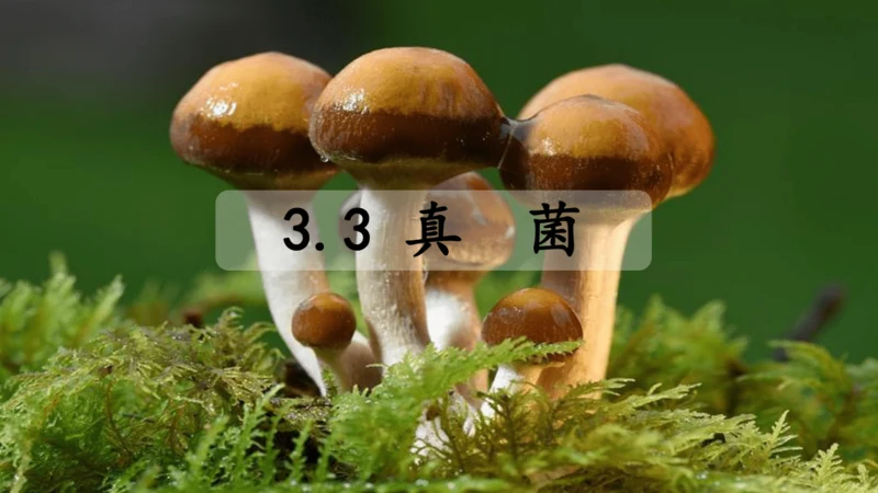 人教版生物七年级上册3.3《真菌》（课件）(共25张PPT)