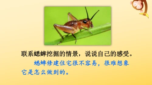 11 蟋蟀的住宅  课件
