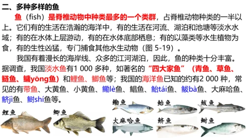 人教版生物八年级上册5.1.4《鱼》课件(共17张PPT)
