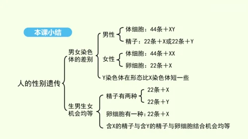 7.2.4人的性别遗传课件-人教版生物八年级下册(共31张PPT)