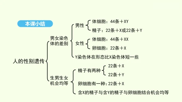 7.2.4人的性别遗传课件-人教版生物八年级下册(共31张PPT)