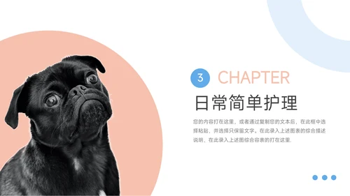 红蓝简洁双色宠物健康护理PPT模板