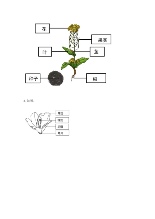科学四年级下册第一单元植物的生长变化测试卷【达标题】.docx