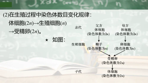 第2章 生物的遗传与变异（复习课件）-八年级生物下册章末知识总结 检测卷（人教版）(共19张PPT)