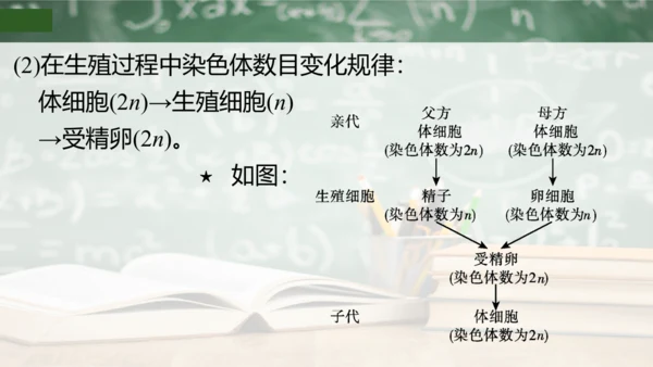 第2章 生物的遗传与变异（复习课件）-八年级生物下册章末知识总结 检测卷（人教版）(共19张PPT)