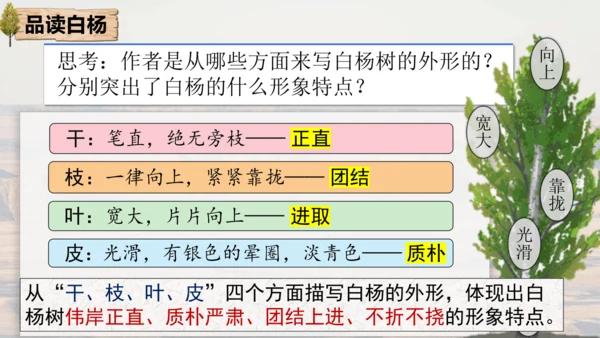 15 白杨礼赞 课件