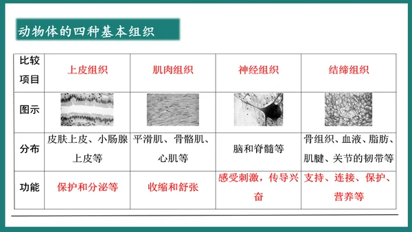 第一单元第三章从细胞到生物体（复习课件）-七年级生物上册同步教学精制课件（人教版2024）(共44张
