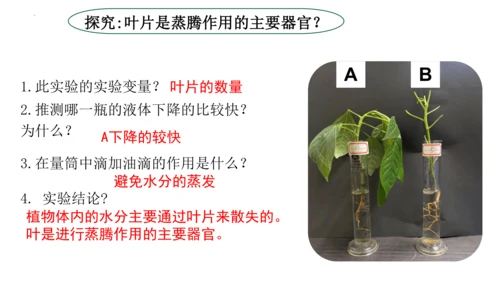 3.3 绿色植物与生物圈的水循环（课件）七年级生物上学期（人教版）(共25张PPT)