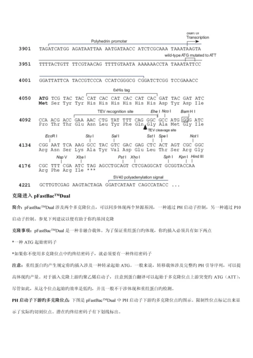 Bactobac表达系统中文版专项说明书.docx