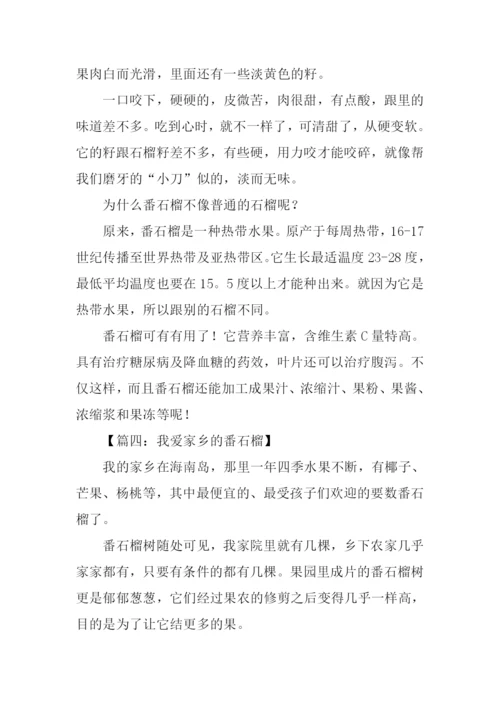 番石榴作文0.docx